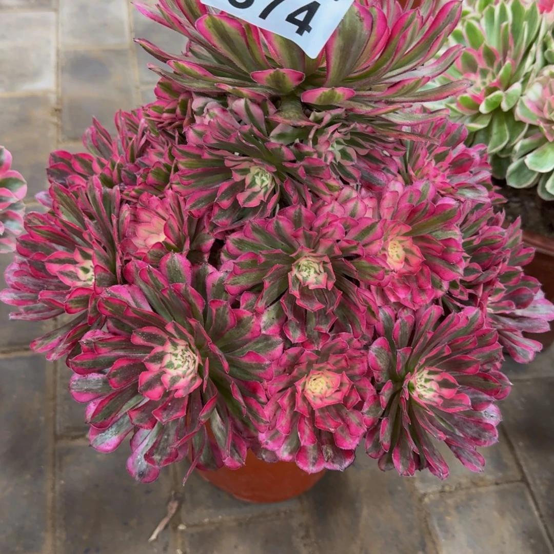樱***草红铜超白锦福利374肉肉肉