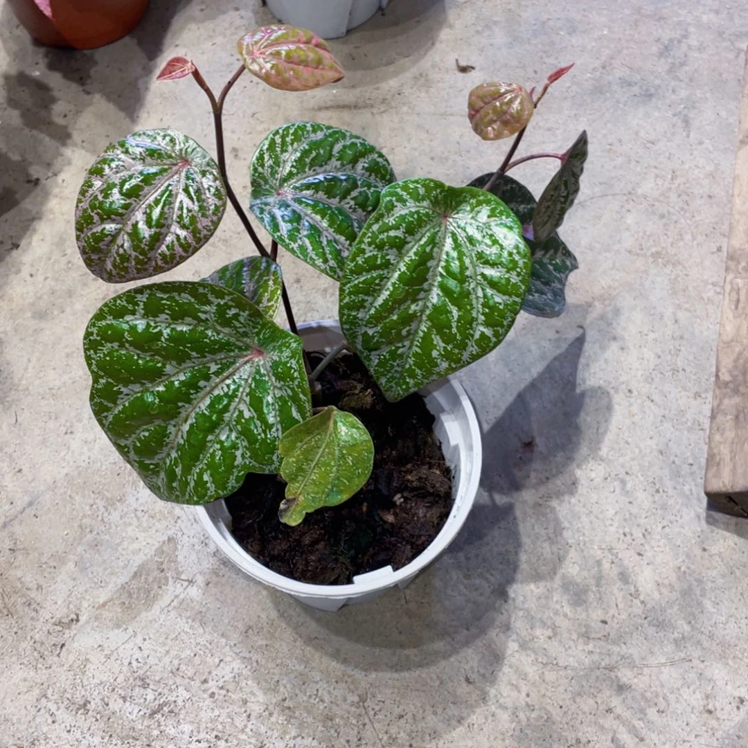 完全开放瑰丽胡椒