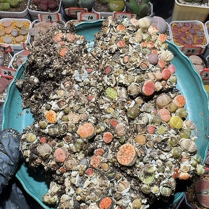 生石花3:：。星。 108号