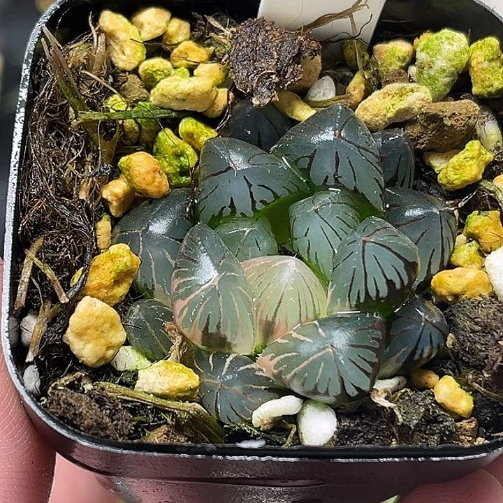 24龙爪玉露锦头家多肉十二卷