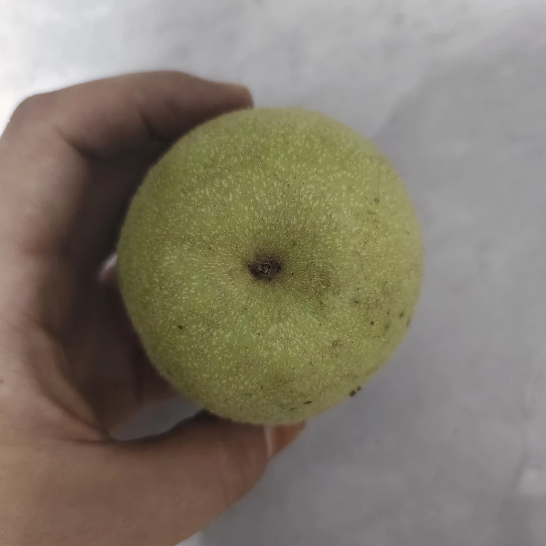 满天星狮子头青皮文玩核桃