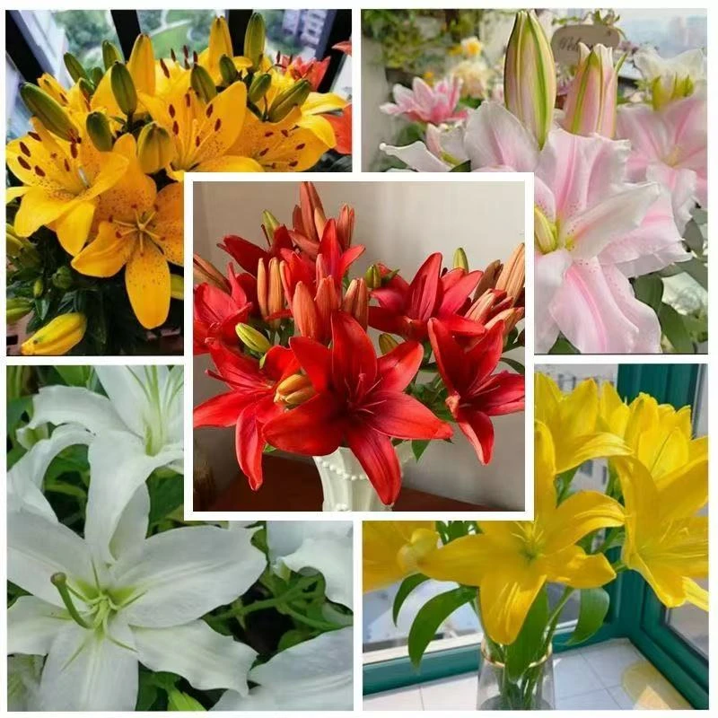 【山东发货】进口重瓣香水百合种球