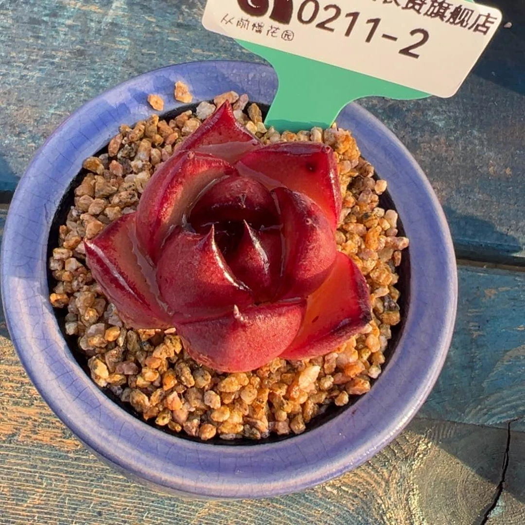 从前慢多肉精选编号0211.2