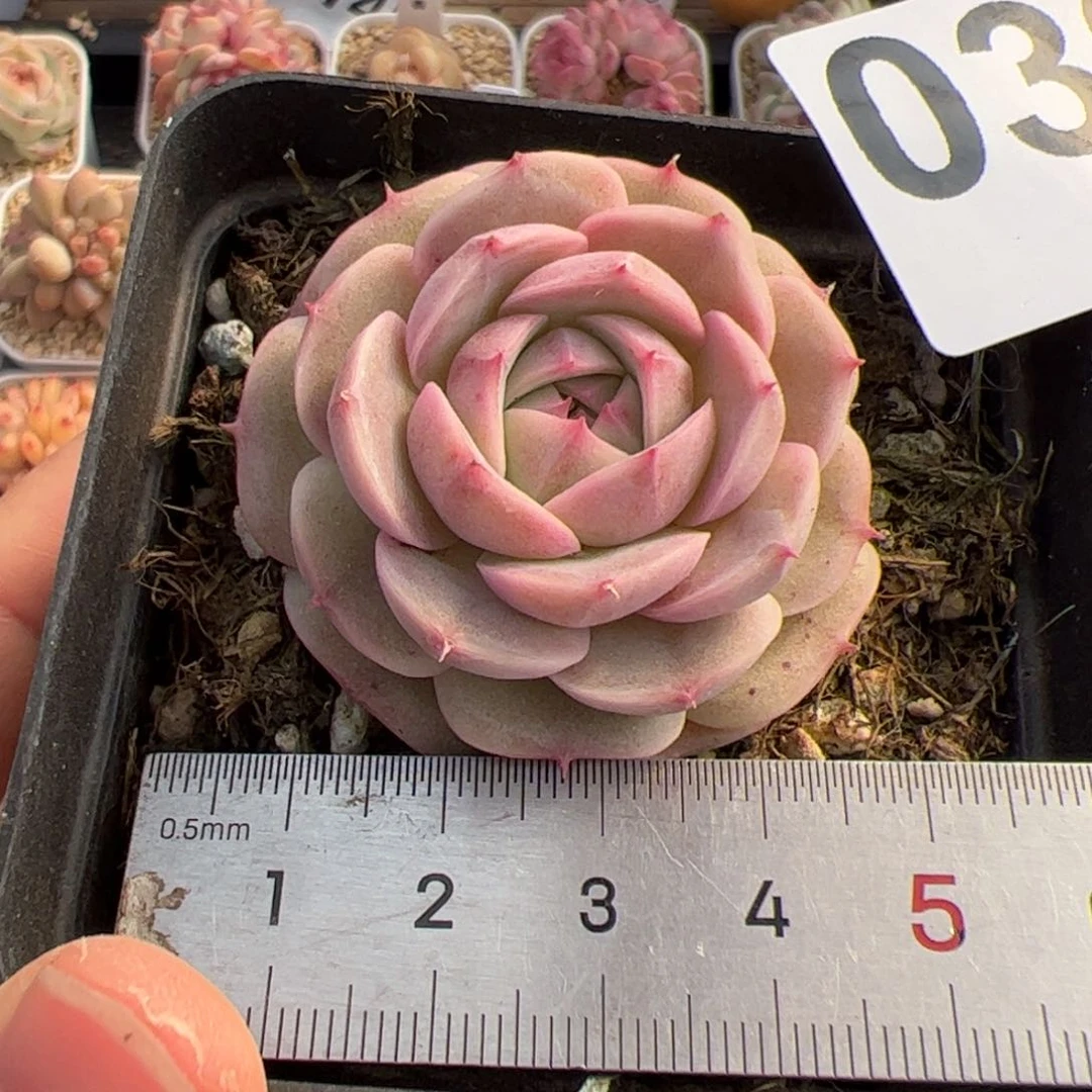 肉**?039 多肉植物组合