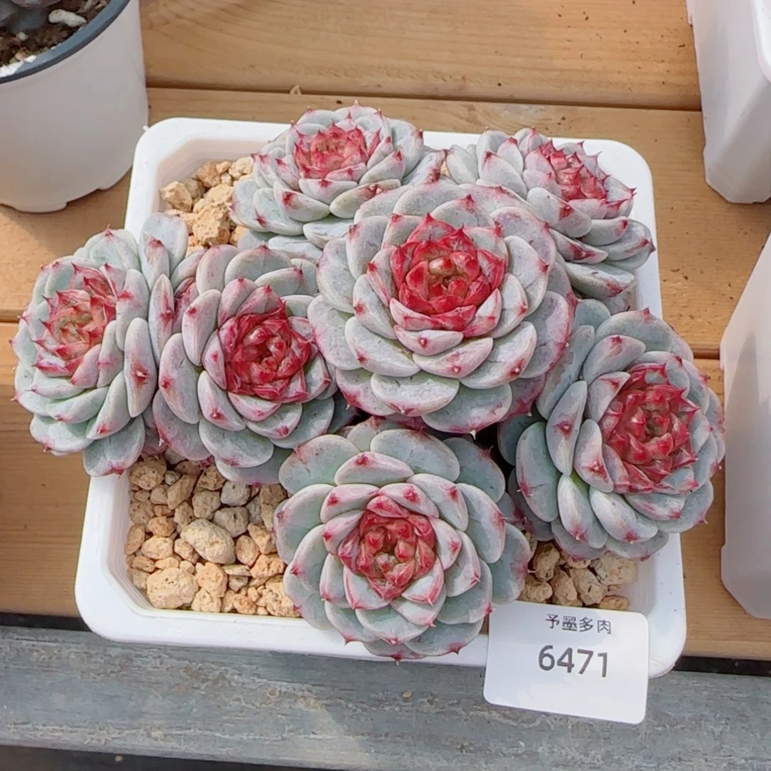 天鹅绒，6471多肉植物