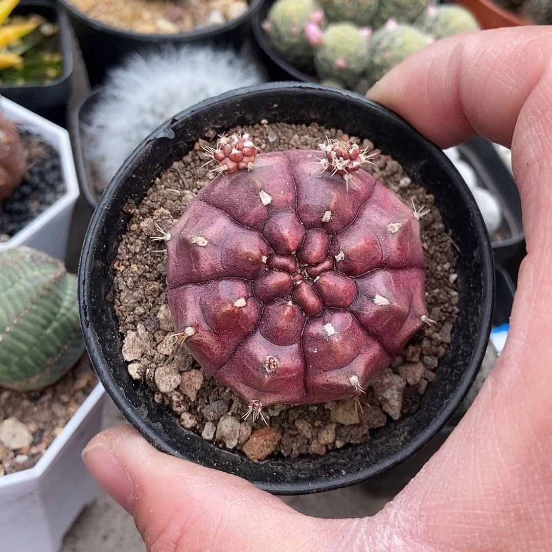 梦想一个一物一拍