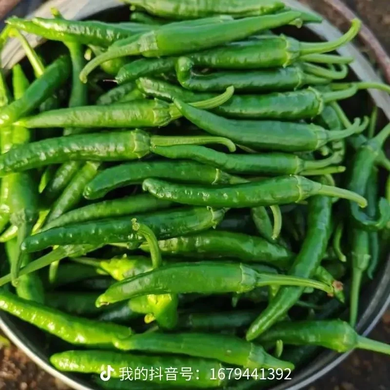 樟树薄皮小青椒小辣椒新鲜现摘现发香辣软糯湖南品种辣椒