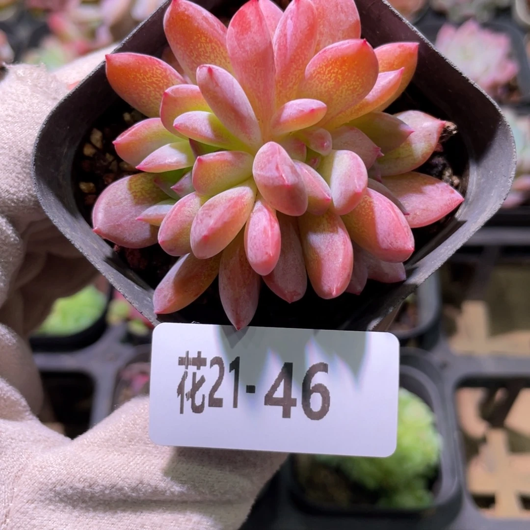 花利美21-46万宝龙