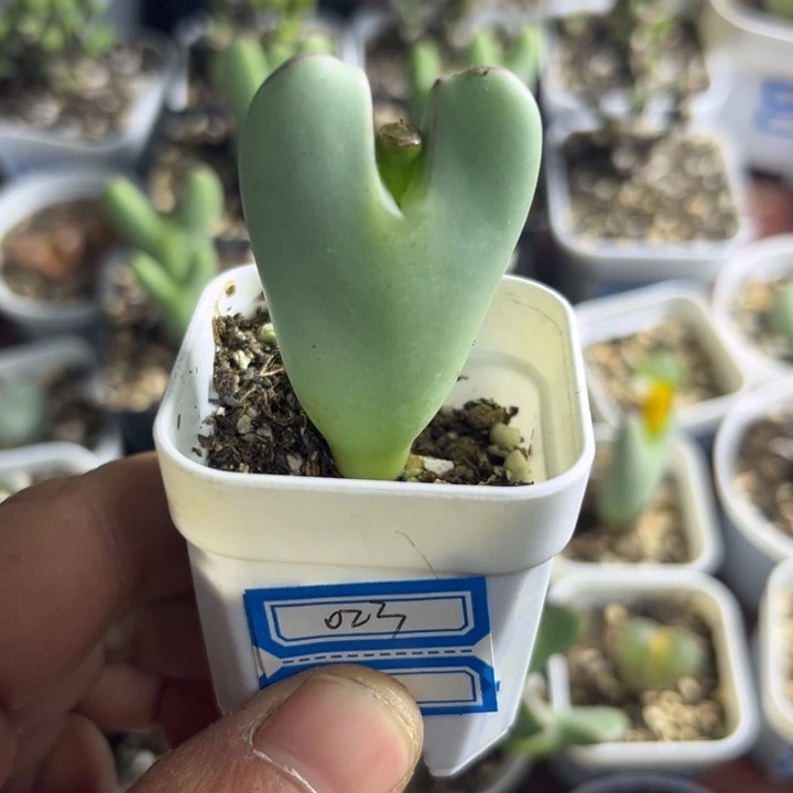红遍少将可爱多肉023