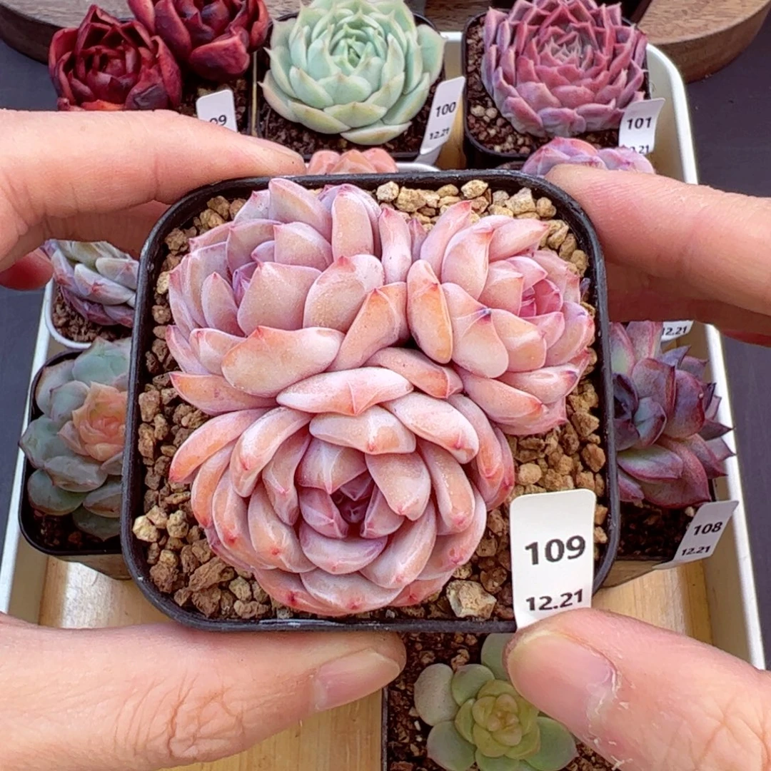 好好看109、哈哈哈哈