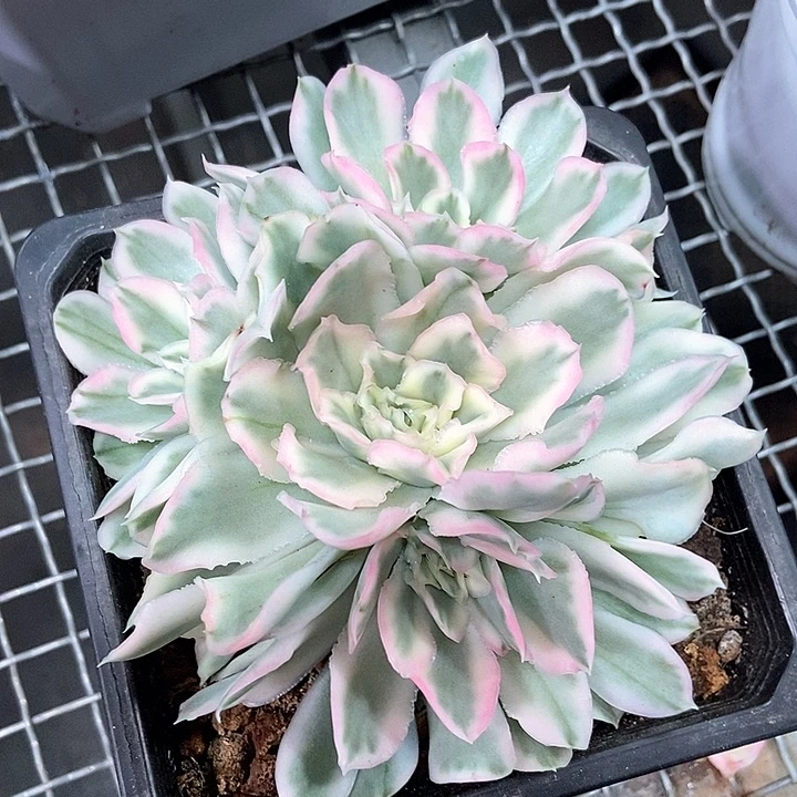 心***飞紫蝴蝶锦多肉植物
