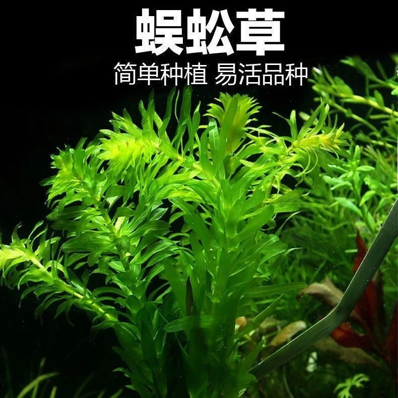 蜈蚣草鱼缸造景装饰新手级懒人水草好养耐活淡水植物