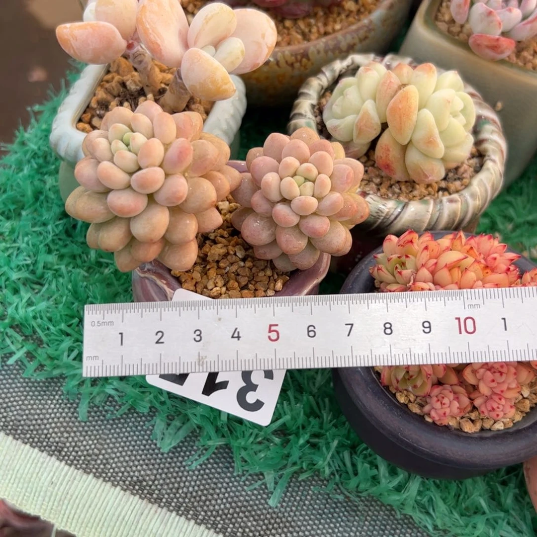 元***饱315 多肉植物组合盆栽