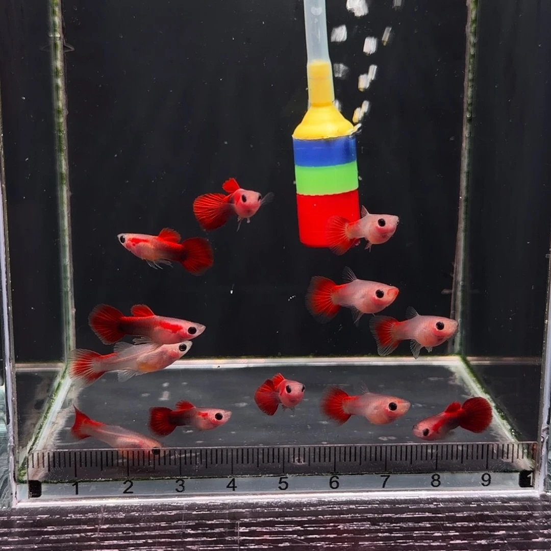 孔雀鱼福利红礼服玻璃猫8➕2条备损