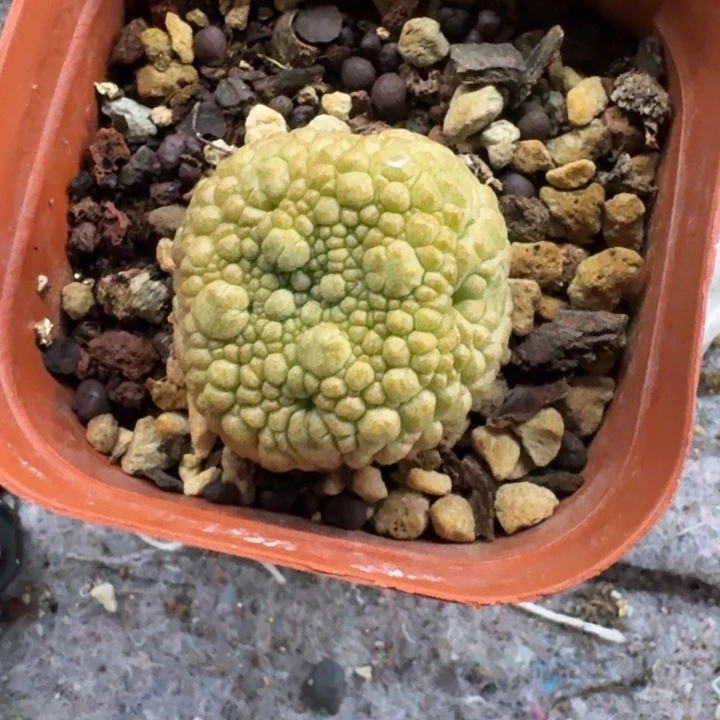 凝蹄玉实生仙人球