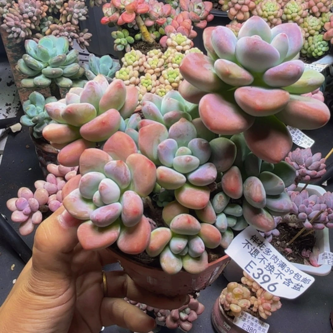 樱花洛神396/10cm多肉