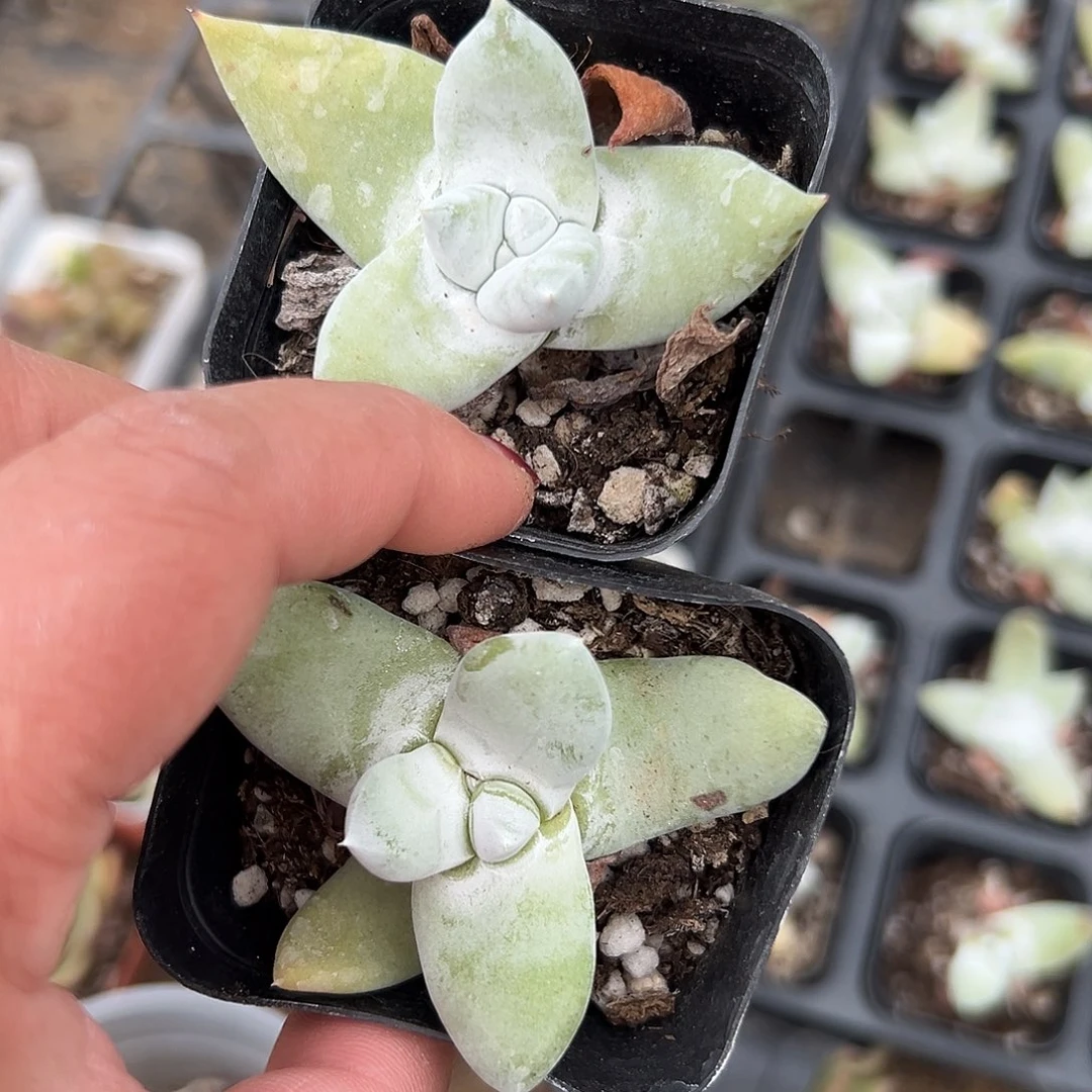 多肉植物两颗拇指