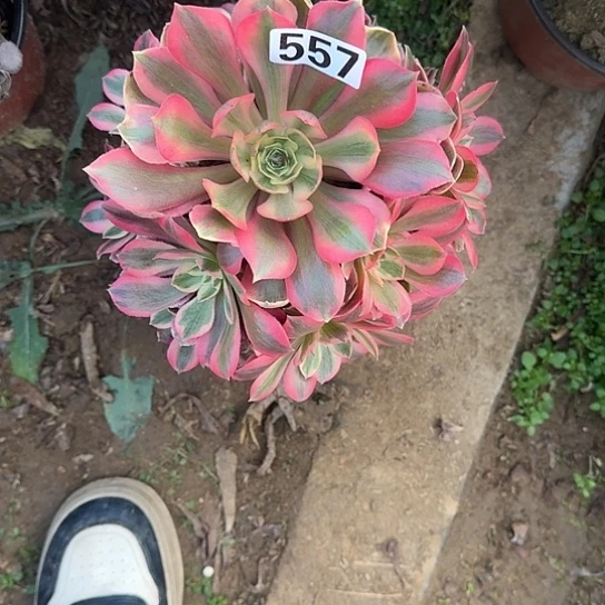 无花朵女妖557号不包断枝