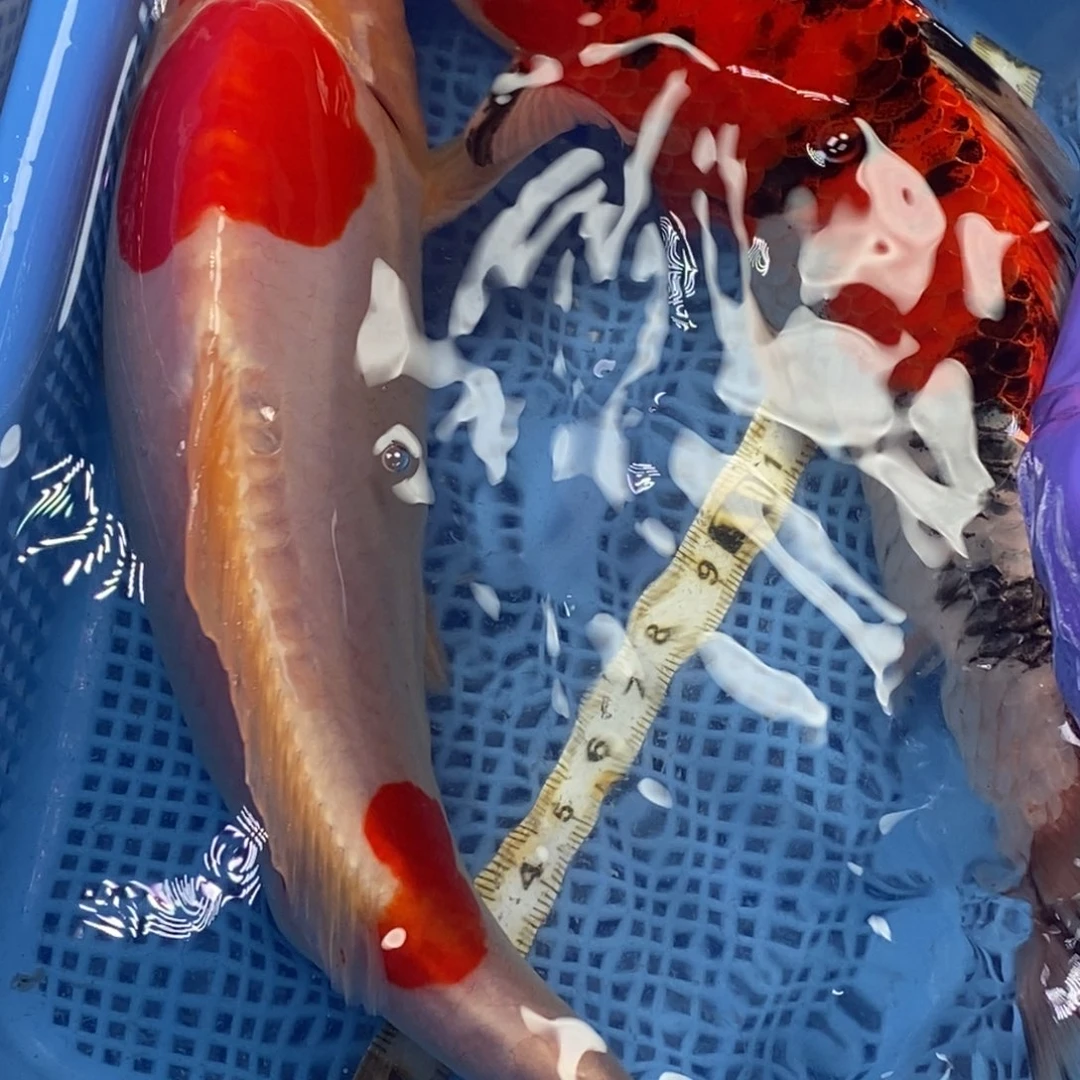 锦鲤冷水锦鲤包邮