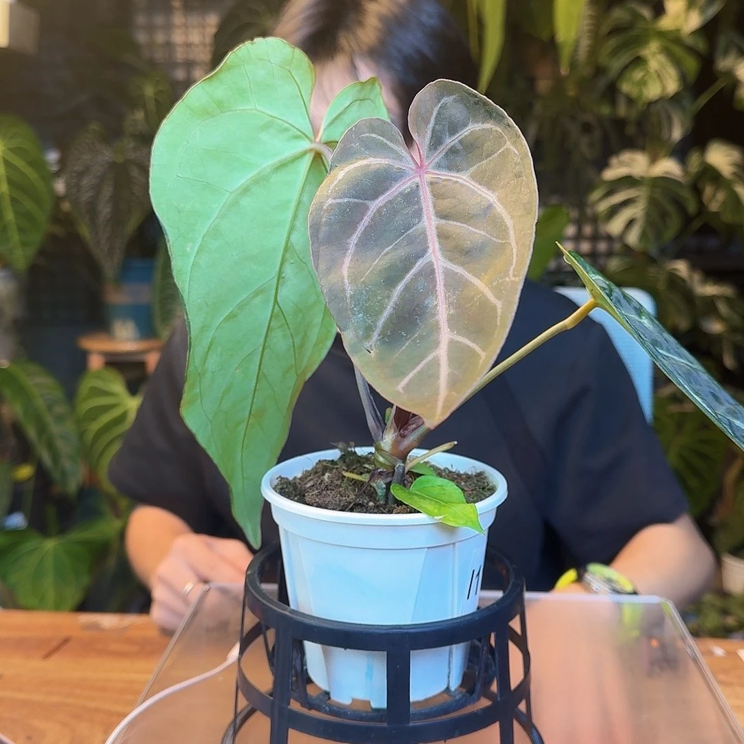 完全开放I116bvep杂papi