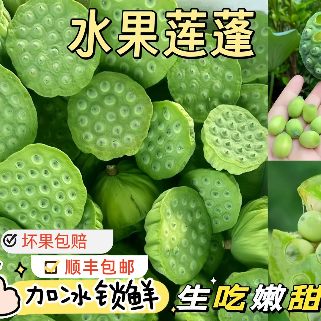 （顺丰包邮）湖南新鲜莲蓬当季应季水果湖南现摘即食生吃清甜爽口