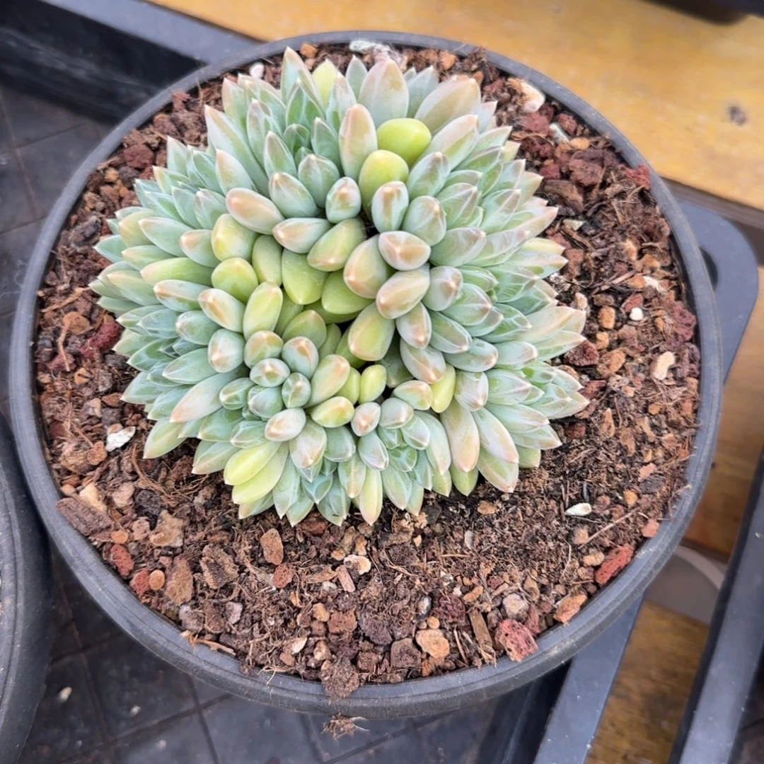 多肉植物一物一拍