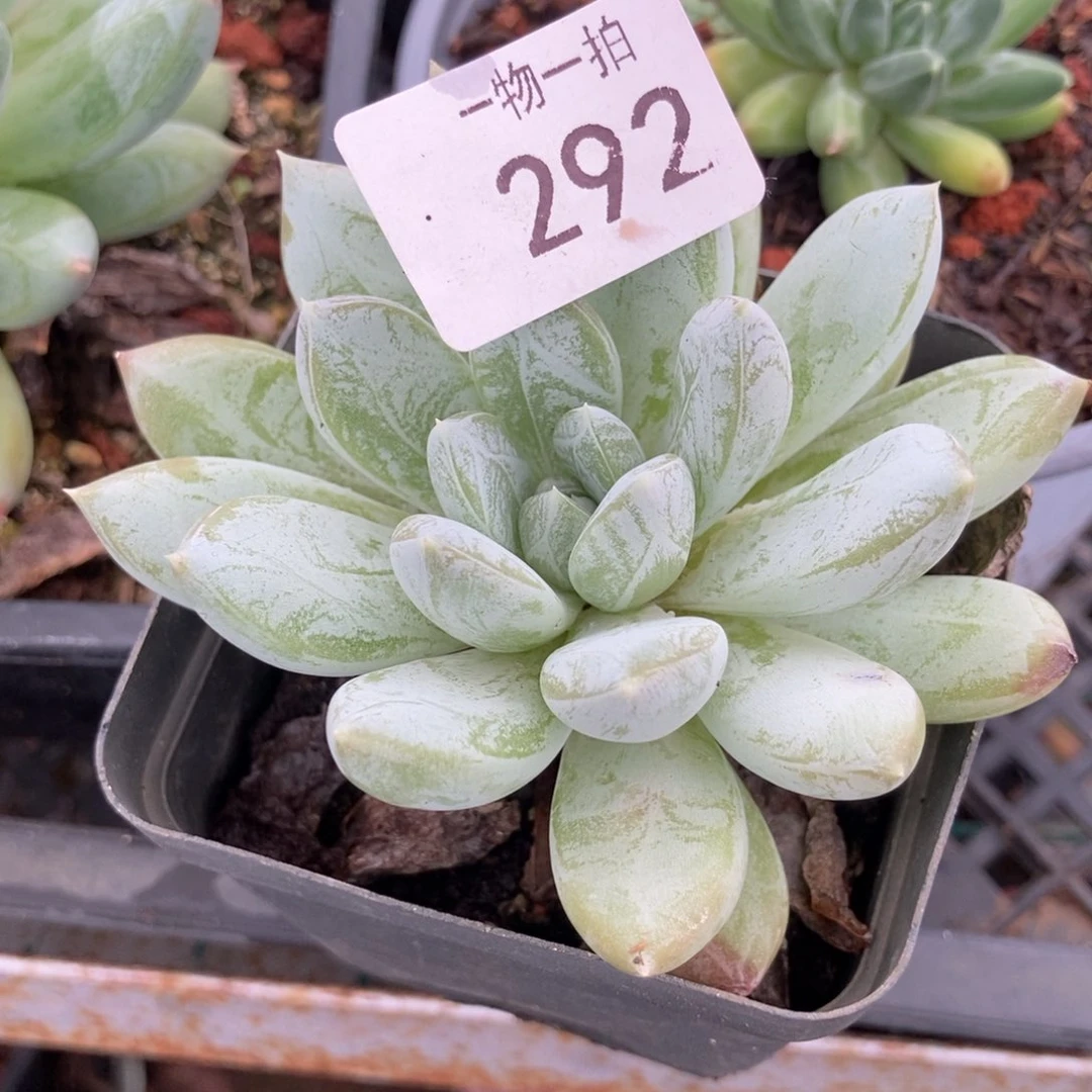 ****292 号 一物一拍 一物一拍