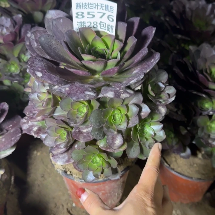 8576二号棚玫瑰魅金C