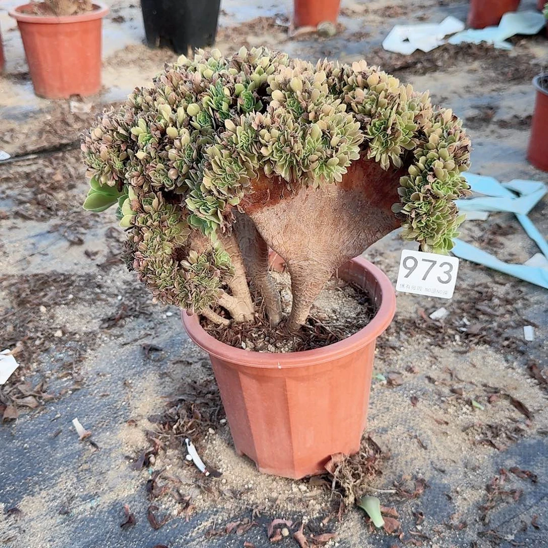 973玫瑰朵朵一颗呀呀