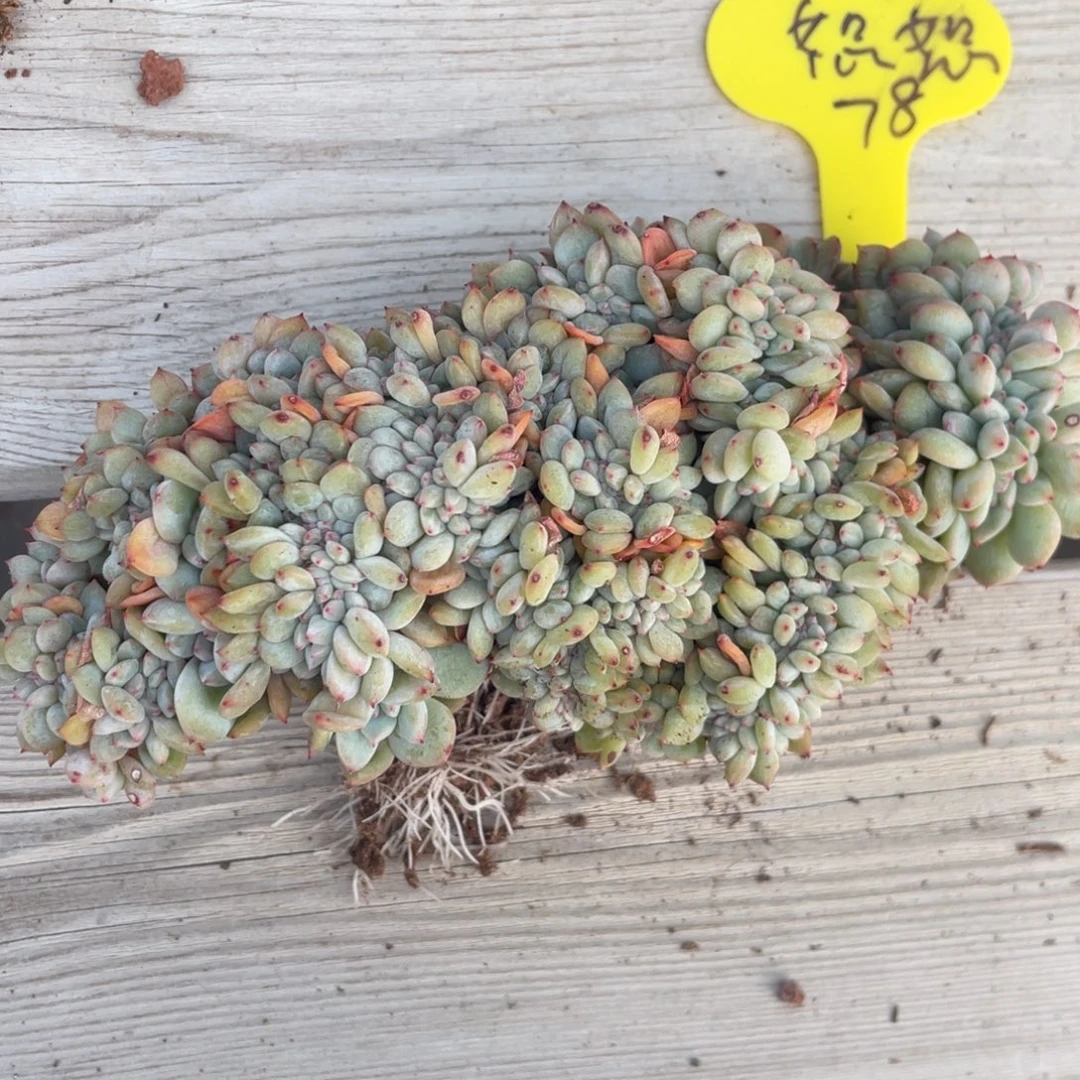 怒***豆石榴子星影缀化瑕疵怒怒78