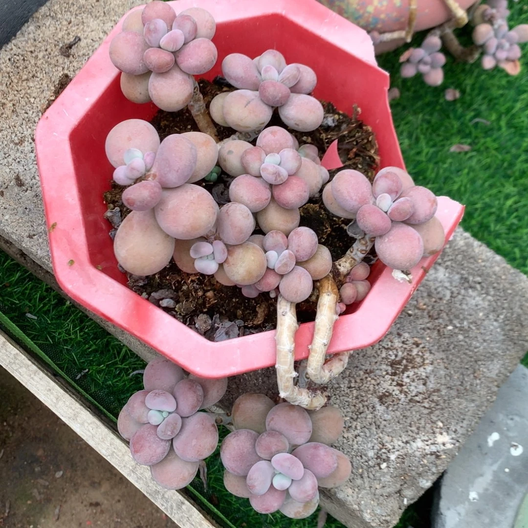 桃蛋老桩有砍97号