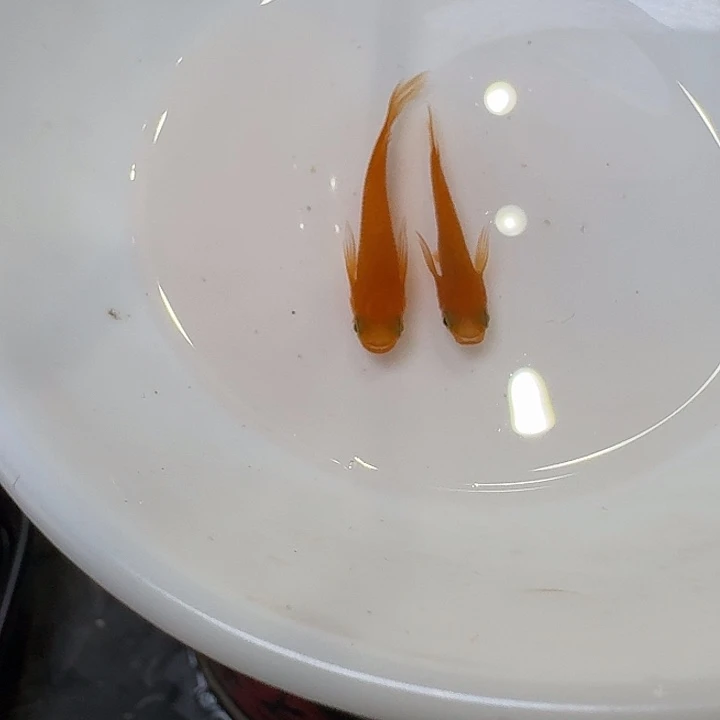 青鳉鱼30号拍品长鳍红帝