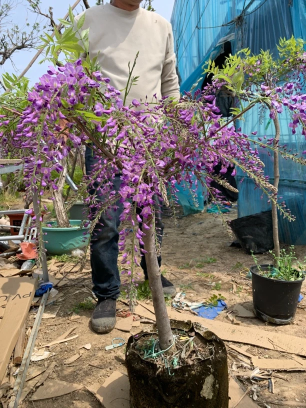 紫藤花盆栽带盆发货春夏季开花适合庭院种植耐寒耐暑嫁接长穗品种