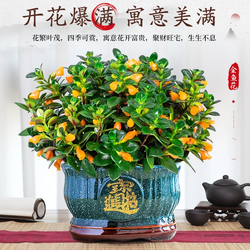 大盆金鱼吊兰盆栽绿植室内花卉四季观花好养活绿植净化空气