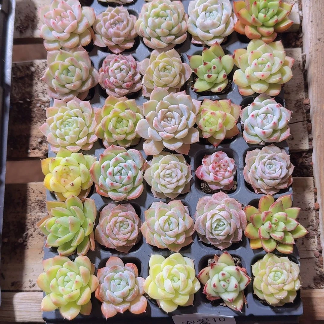 直播福利一物一拍10