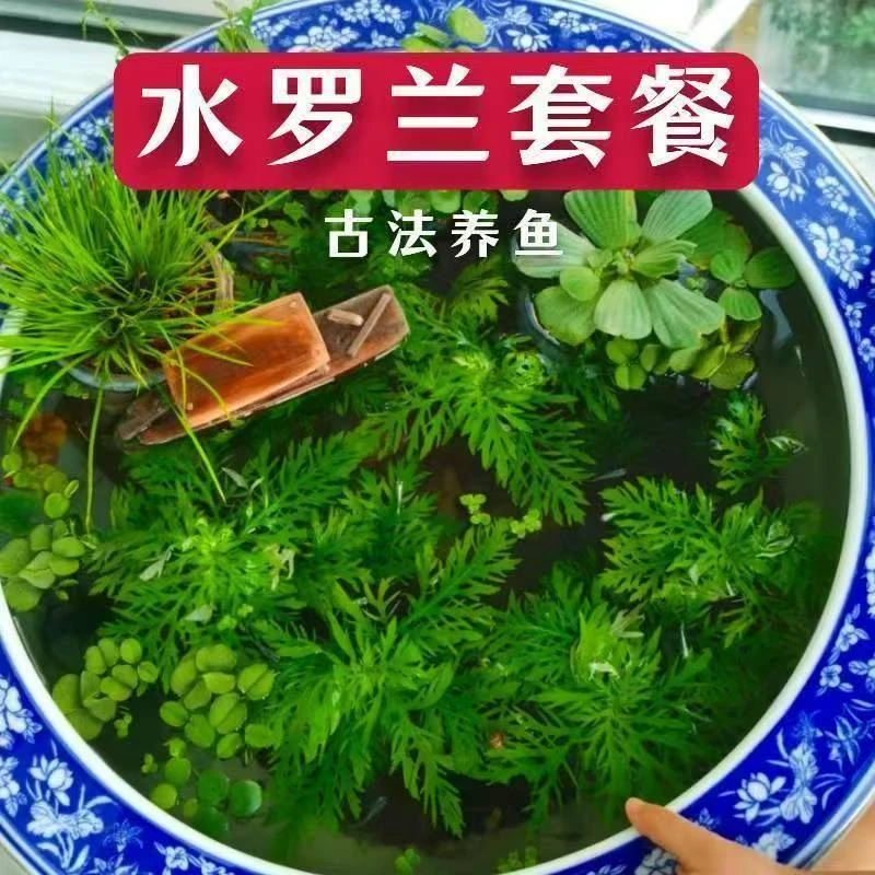 水罗兰坨草鱼缸造景阴性增氧净水新手懒人好水草鱼缸专用水草