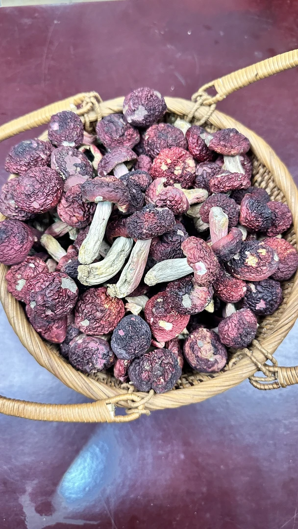 云南野生红菇 小标