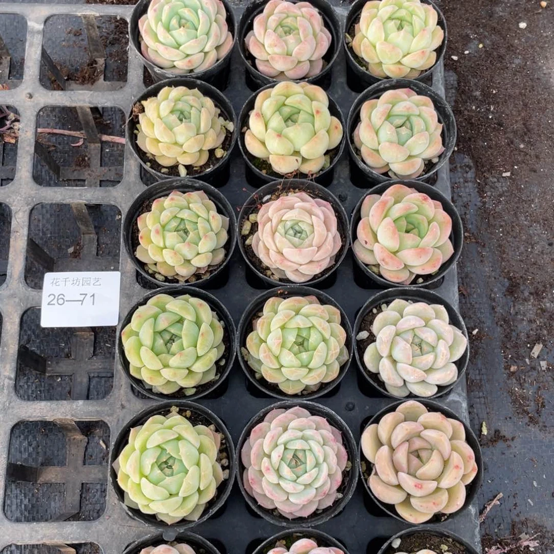 一物一拍18颗26-71