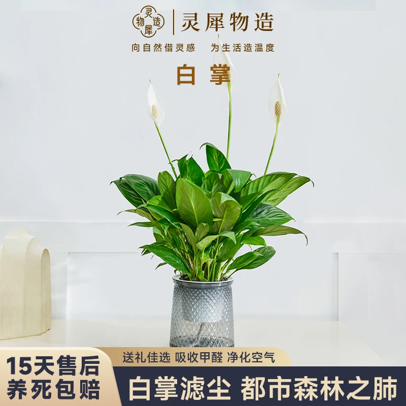 【灵犀物造】水培白掌盆栽叶片翠绿形态优雅绿植室内桌面装饰植物
