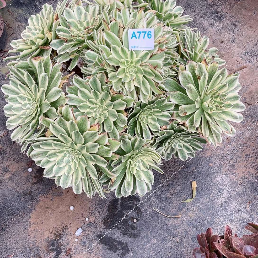 鲜****家多肉植物776多肉