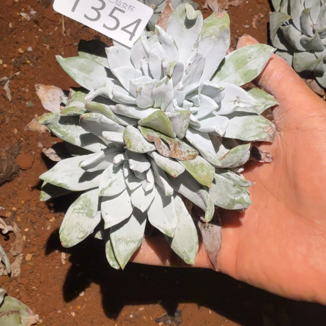 3代杂交仙女杯多肉福利