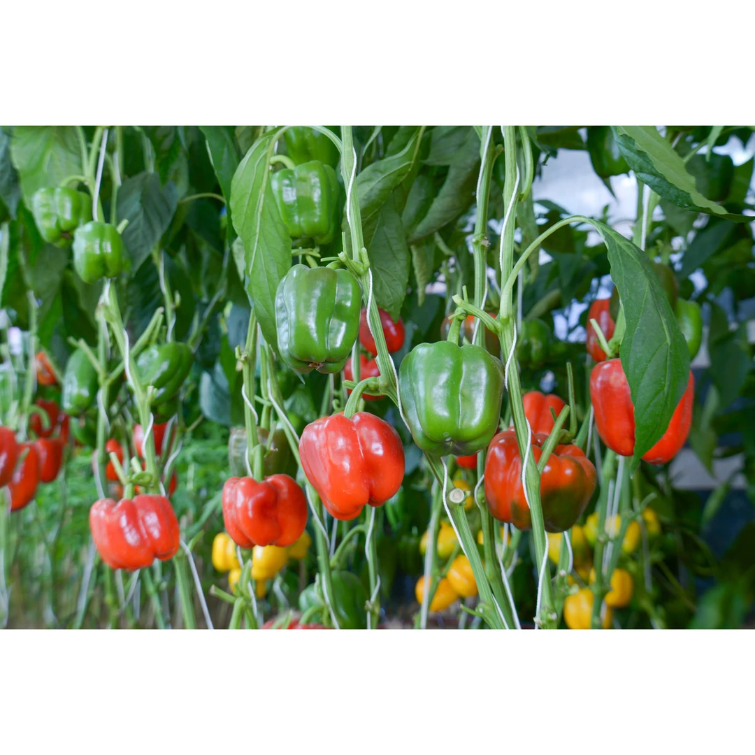 【满五包包邮】特大甜椒种子大甜椒青椒灯笼椒菜椒辣椒种子