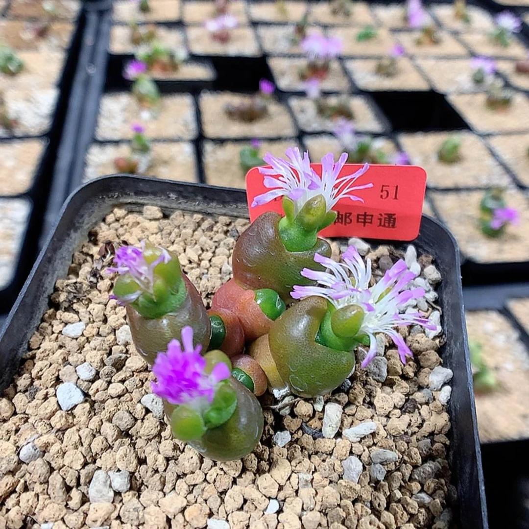 【闪购商品】2-2-51 胡桃玉肉肉 30 魏