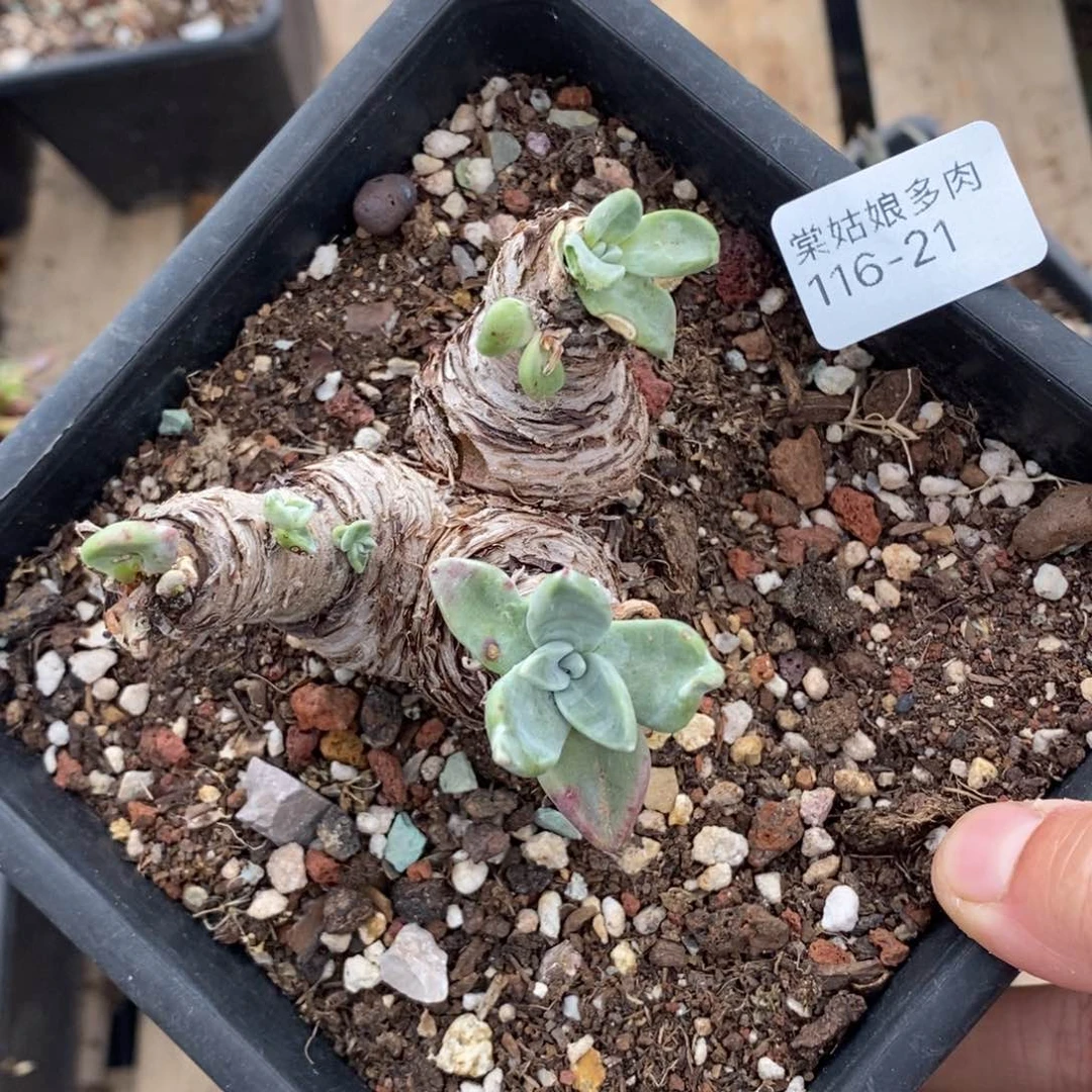 21号苹果叶小可爱