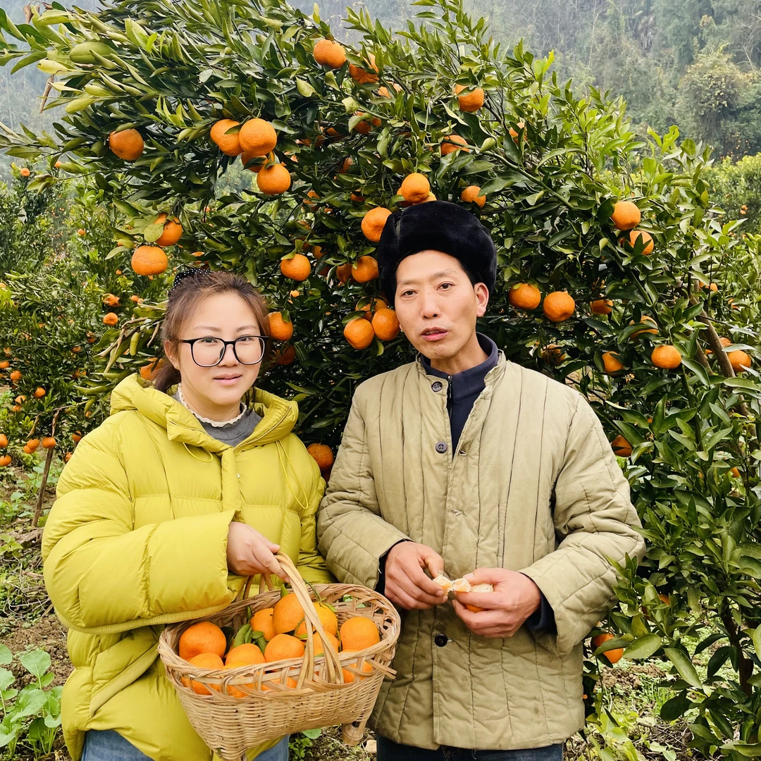 黔江椪柑黔江阿蓬江椪柑新鲜多汁自然成熟精品2