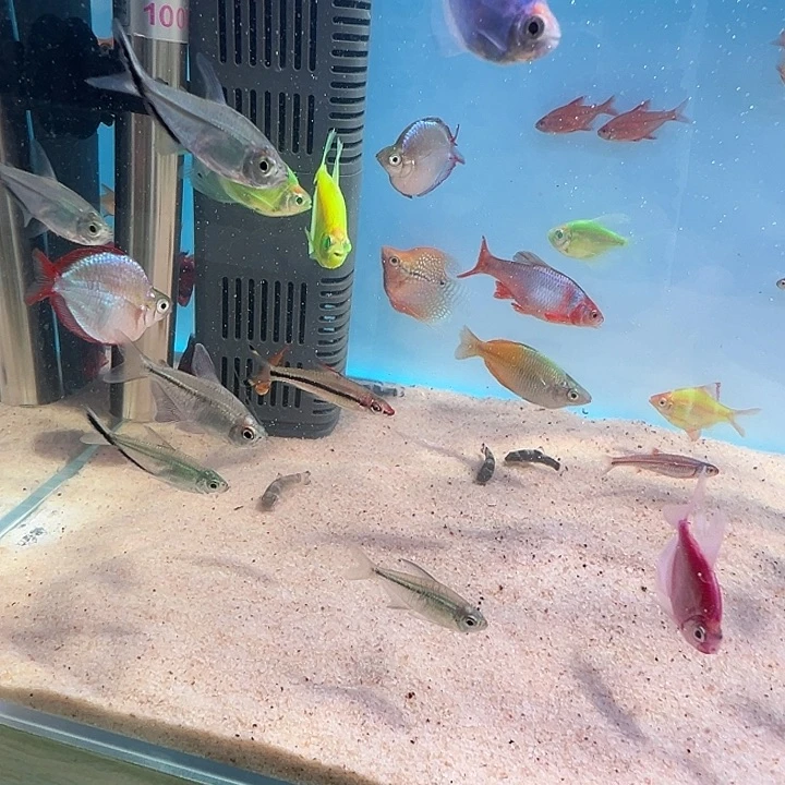 虎皮鱼电光美人球2条装
