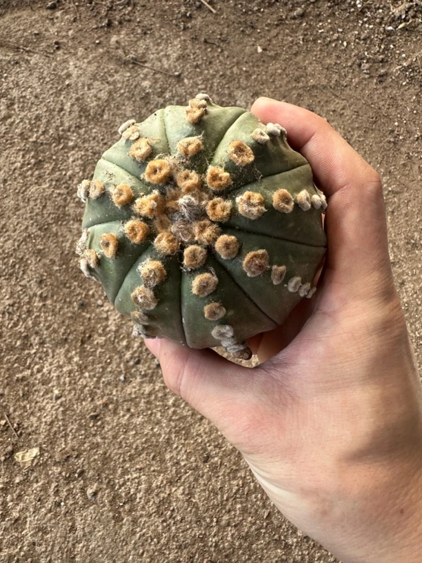 仙人球直播综合链接星兜