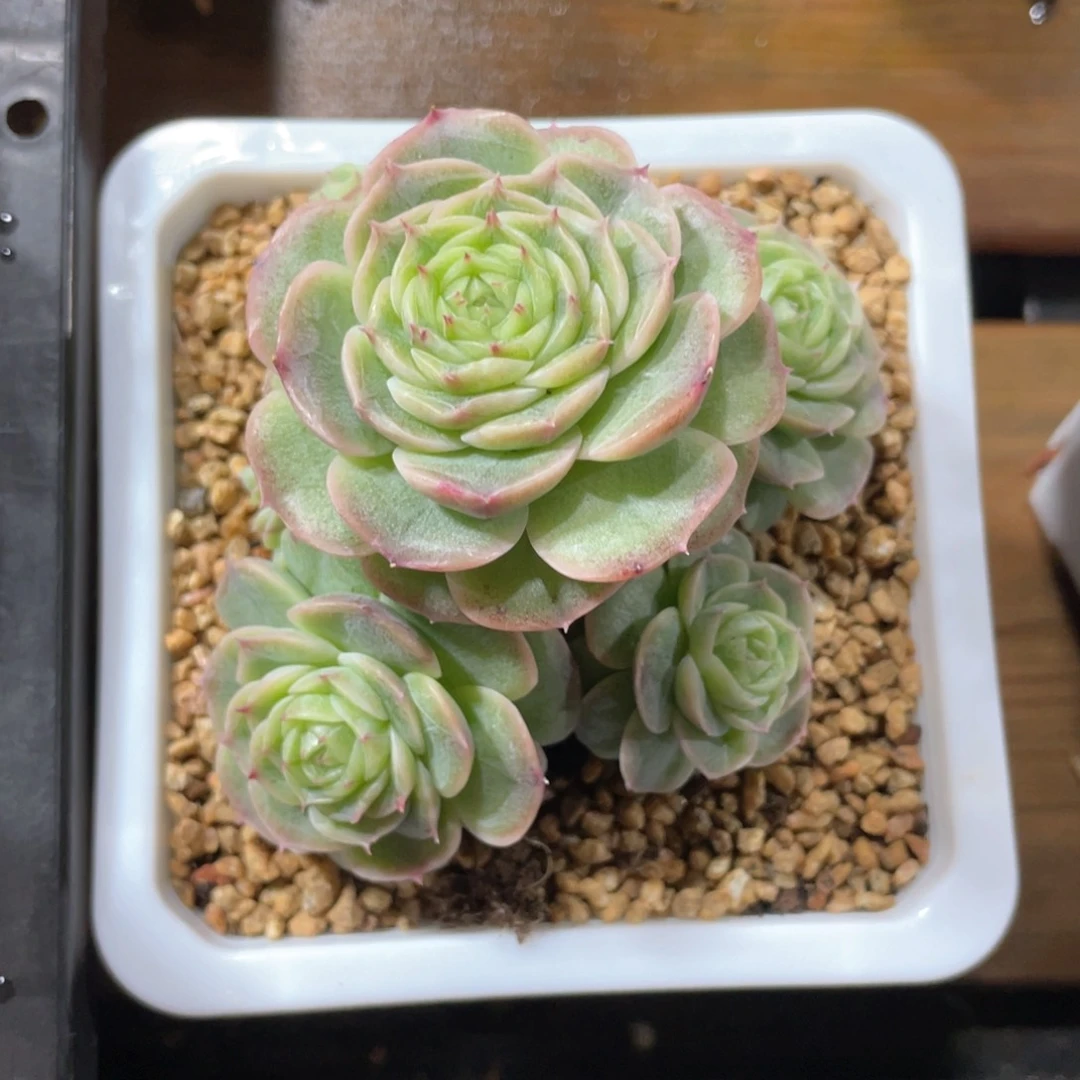 优选青鸾珍妮1385