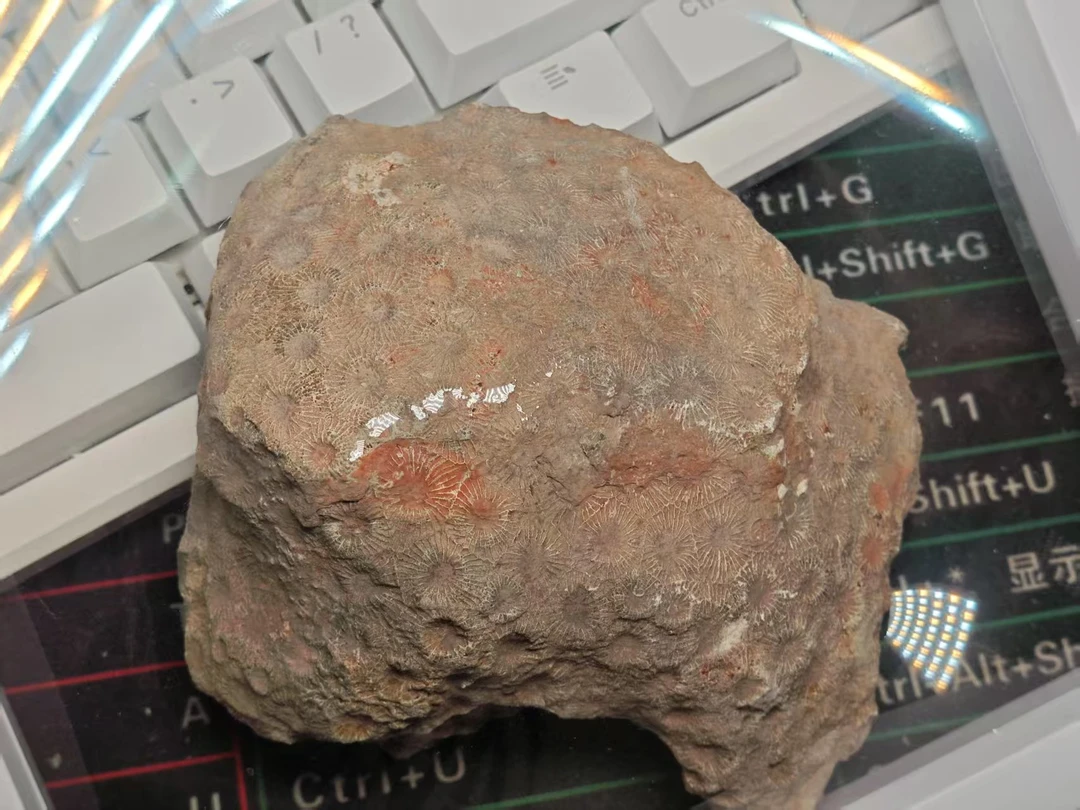 直播间截图下单，自然原生态家居摆件户外老物件风化