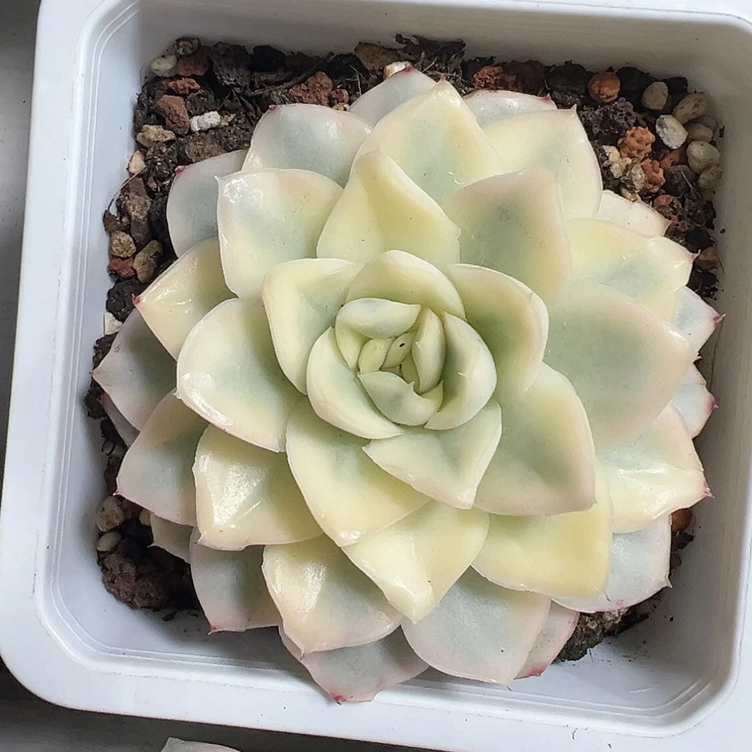 满38包邮雪鸢锦多肉